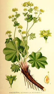 <i>Alchemilla vulgaris</i> Species of flowering plant