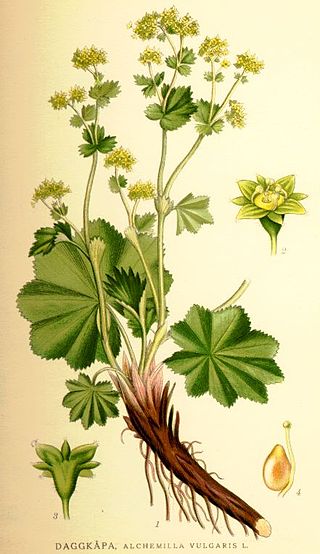 <i>Alchemilla vulgaris</i> Species of flowering plant