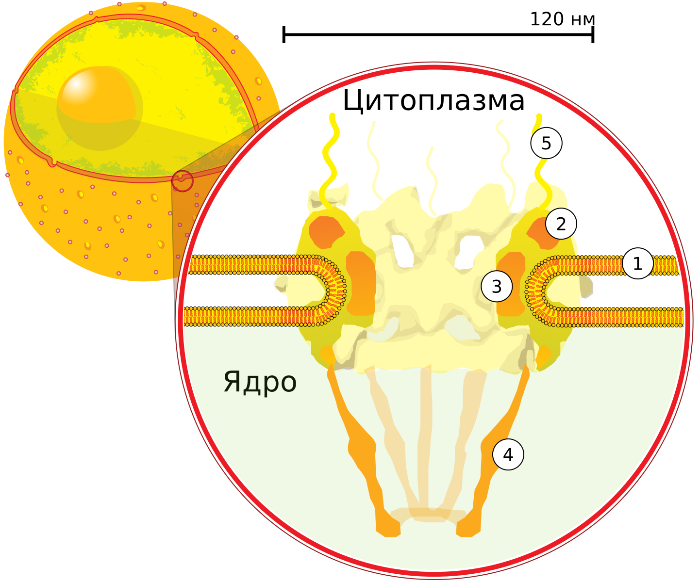 Ядерные поры. Ядерная пора. Поры ядра. Ядерная пора в ядре клетки. Nuclear Pore.