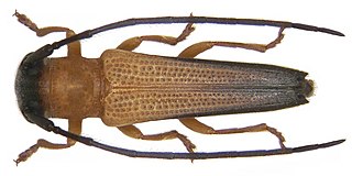<i>Nupserha</i> Genus of beetles