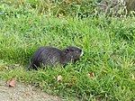 Nutria image.JPG