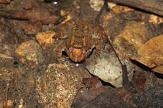 <i>Nyctibatrachus major</i> Species of amphibian