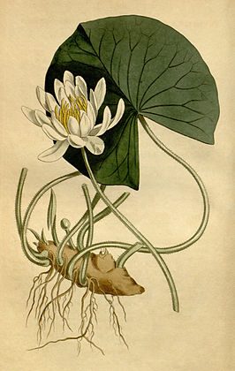 Nymphaea odorata Bot. Mag. 40. 1652. 1814.jpg