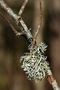 Oakmoss at Myrstigen 3.jpg