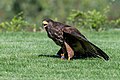 * Nomination Harris's hawk, falconry Adlerwarte Obernberg am Inn, Upper Austria --Isiwal 07:17, 19 September 2018 (UTC) * Promotion Good shot. --Peulle 07:38, 19 September 2018 (UTC)