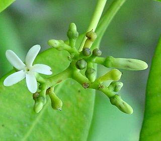 <i>Ochrosia brownii</i> Species of plant