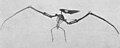 Old Pteranodon mount.jpg