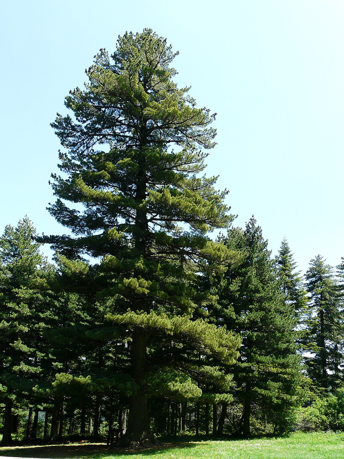 Pinus Peuce - Wikipedia