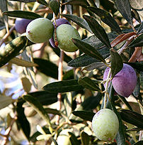 Taken by Nick Fraser in 2005. The fruit of an Olive Tree by the Dead Sea in Jordan.