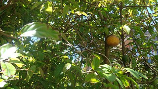 <i>Oncoba spinosa</i> Species of tree