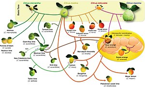 Mandarinier: Diverses désignations des mandariniers, Histoire, Génomique et Phylogénie