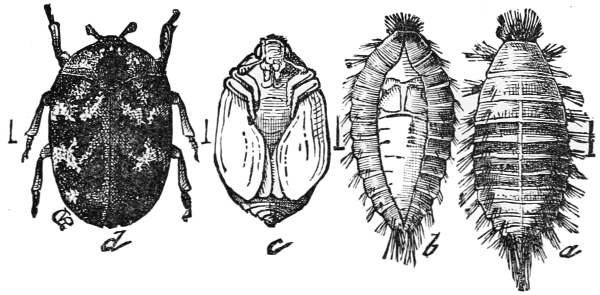 File Psm V76 D223 Carpet Beetle And Its Stages Of Development Png Wikimedia Commons