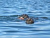 Seals eating fish in Puget Sound