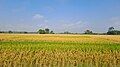 Paddy fields of Assam 8 September season