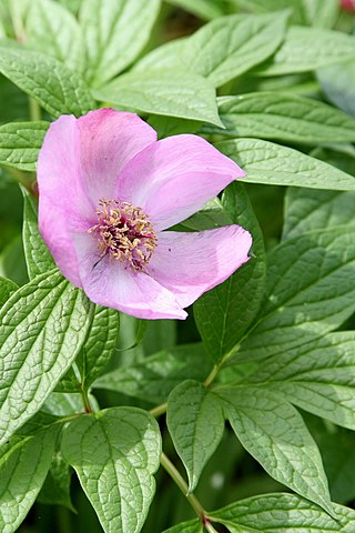 <i>Paeonia mairei</i> Species of flowering plant