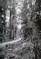 The Conquest of the Mount Cook - Mahinapua Creek, Westland, 1915