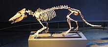 Pakicetus attocki Pakicetus attocki.jpg