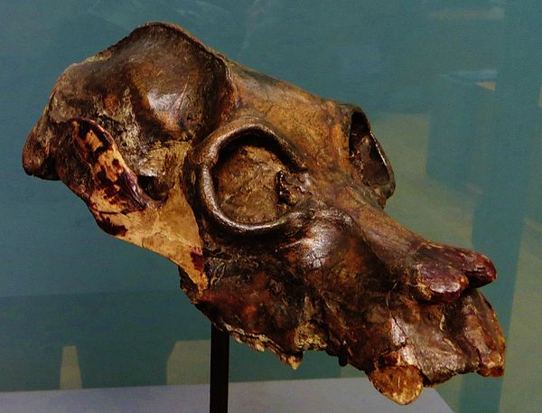 skull of Palaeopropithecus maximus, an extinct species of sloth lemur