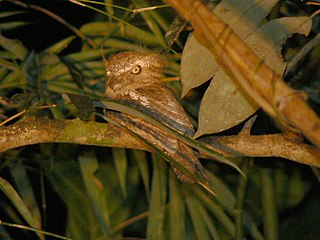 <span class="mw-page-title-main">Palawan frogmouth</span> Species of bird