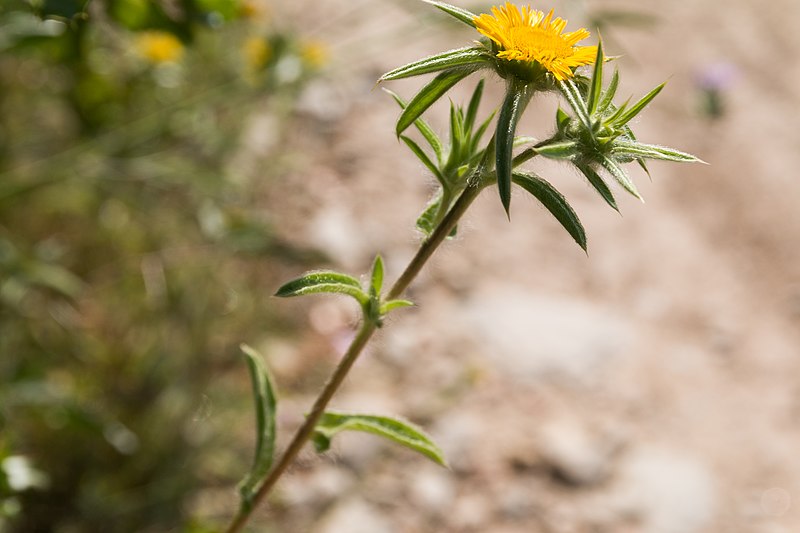 File:Pallenis spinosa-Astérolide épineux-Feuilles-2150609.jpg