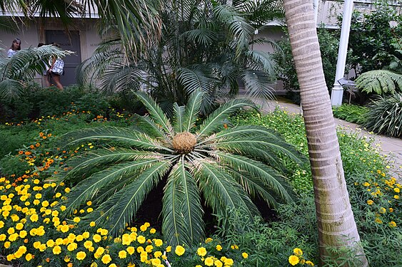 Palm tree in Pillnitz Castle palm house