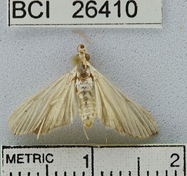 Palpita venatalis