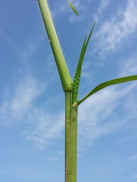 File:Panicum miliaceum subsp. agricola sl24.jpg