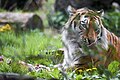 Panthera tigris altaica, Duisburg - 0545.jpg