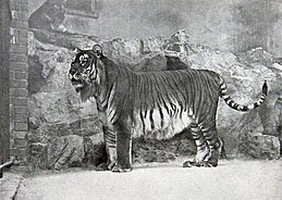 Archív kép a kaszpi tigrisről