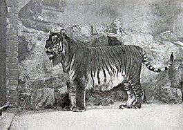Kaspische tijger