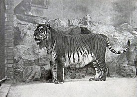 Tigre del Cáucaso en el zoológico de Berlín, 1899[1]