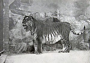 ببر قزوينيّ في حديقة حيوان برلين عام 1899
