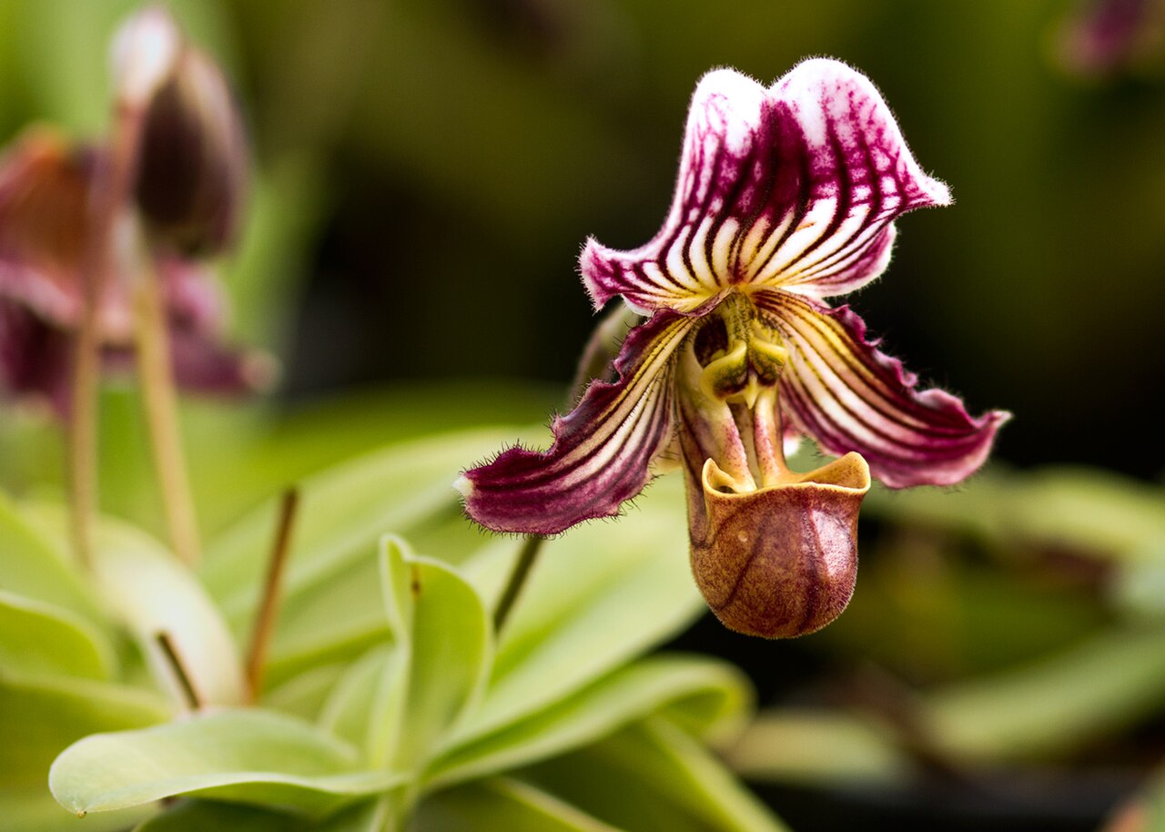 Цветы похожие на орхидею. Paphiopedilum fairrieanum. Paph. Fairrieanum. Орхидея Пафиопедилум. Пафиопедилумы Вьетнама.