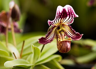 Paphiopedilum fairrieanum orchid from Eastern Himalayas, India Paphiopedilum-fairrieanum.jpg