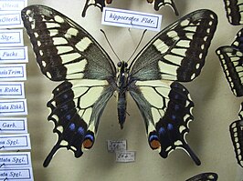 Papilio hippocrates