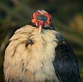 Papuan Mountain Pigeon by Trisha 2.jpg