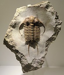 "Paraceraurus exsul", Middle Ordovician, St. Petersburg region, Russia