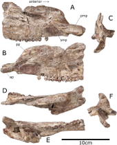 Maxilla and premaxilla in multiple views Paranthodon maxilla.png