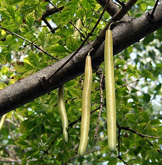 <i>Parmentiera cereifera</i> Species of tree