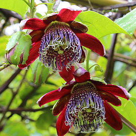 Passiflora alata-IMG 9718.JPG