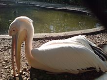 Pelican di Bulgaria.jpg