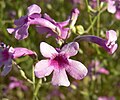 Penstemon ambiguus var. laevissimus