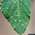 Peronospora manshurica（ツユカビ目）が寄生したダイズ