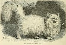 "Angora cat" from The Royal Natural History (1894), illustrated by Gustav Mützel