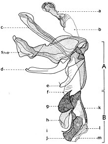 Fig. 20. Phallosome de Sarcophaga carnaria Böttcher, 1912.