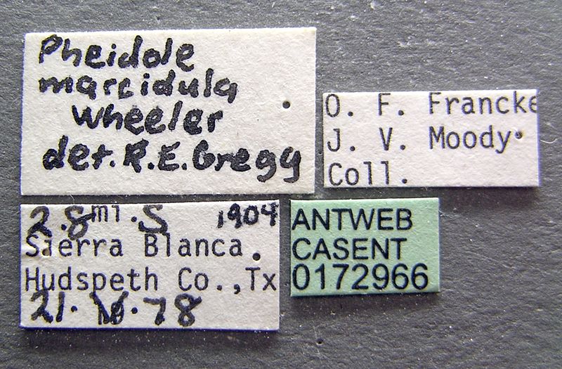 File:Pheidole marcidula casent0172966 label 1.jpg