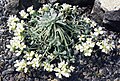Physaria eburnifolia
