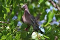 Picazuro Pigeon (Patagioenas picazuro) (8077518010).jpg