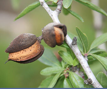 Turns out that "bitter almonds" ARE poisonous!