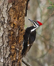 Pileated Woodpecker (9597212081).jpg